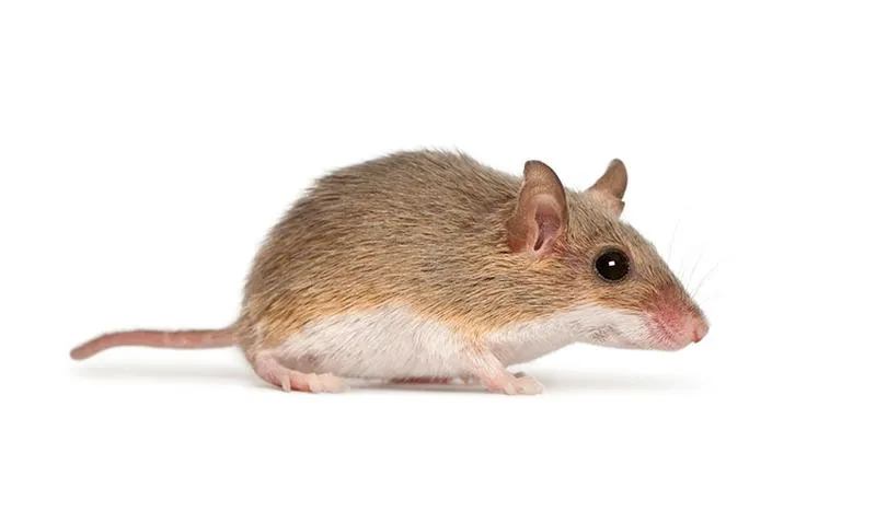 Praktyczne sposoby na to, jak sprawdzić, czy w Twoim domu zagnieździła się mysz