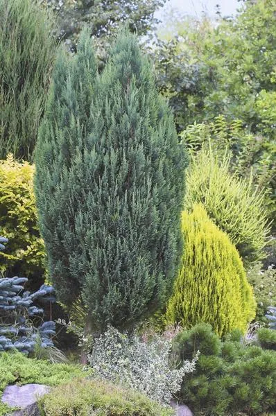 Budowa domu w cyprysikach