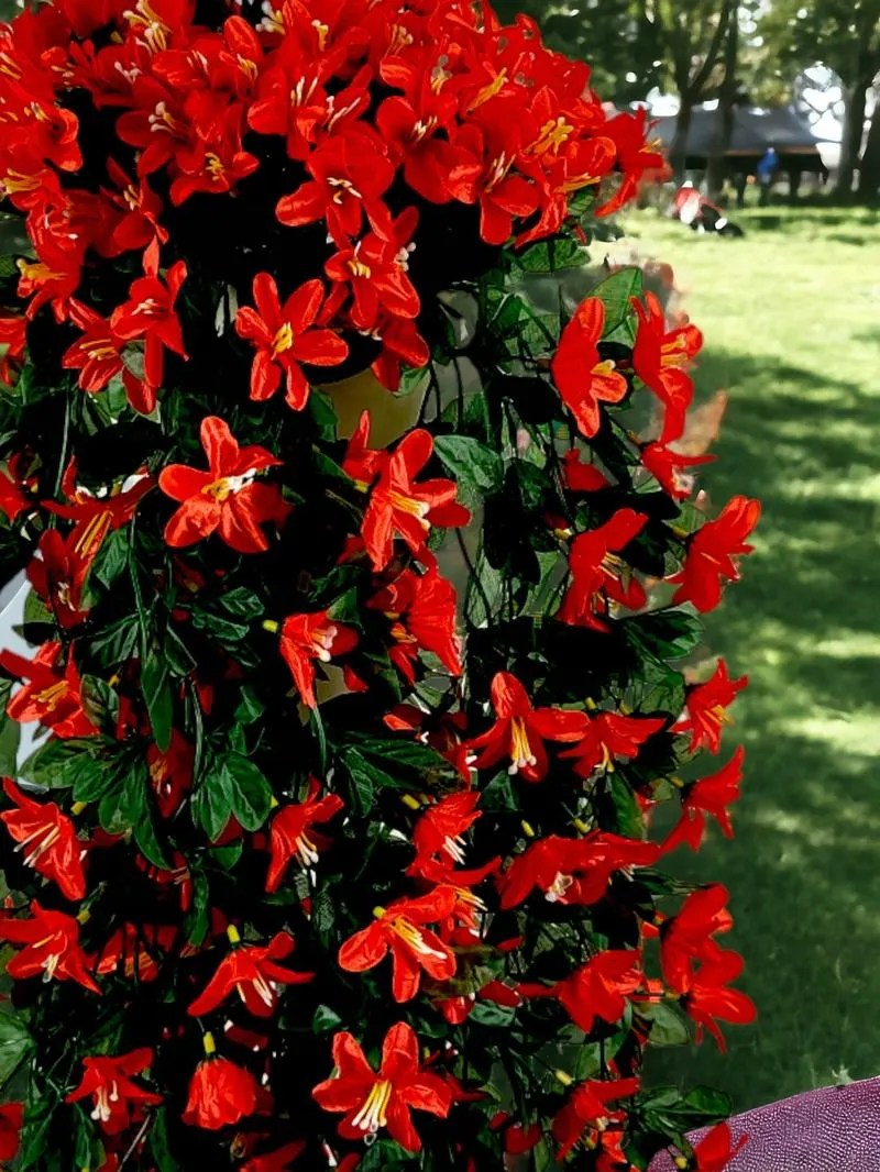 Pielęgnacja roślin zimą