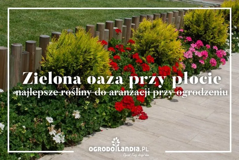 Prywatność w ogrodzie