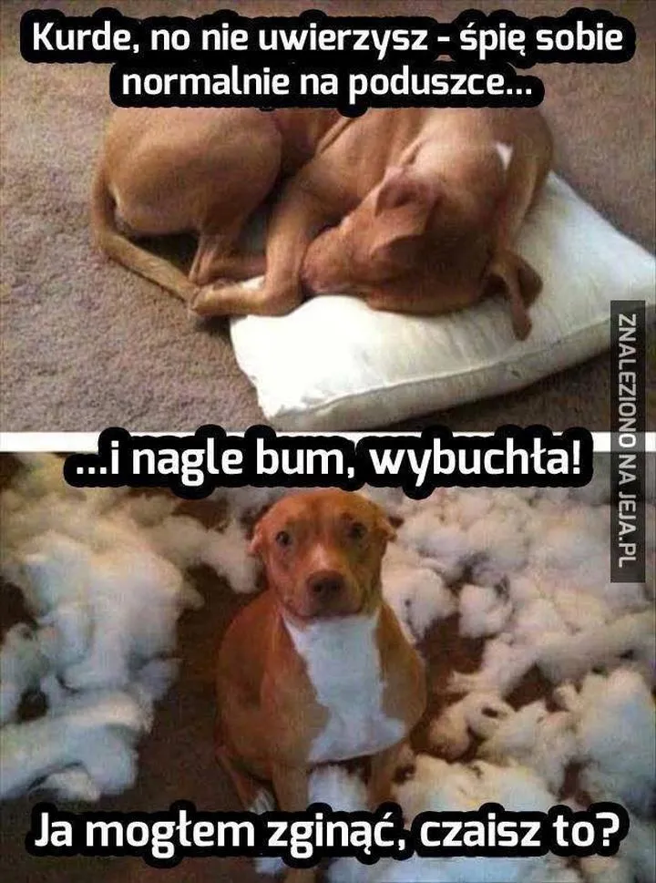 Samotność psa w domu