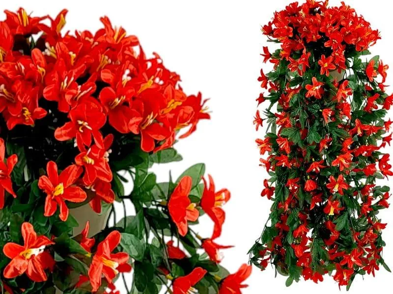 Zimowanie pelargonii